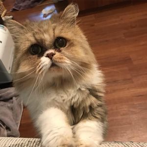 Meet your Posher, Elise